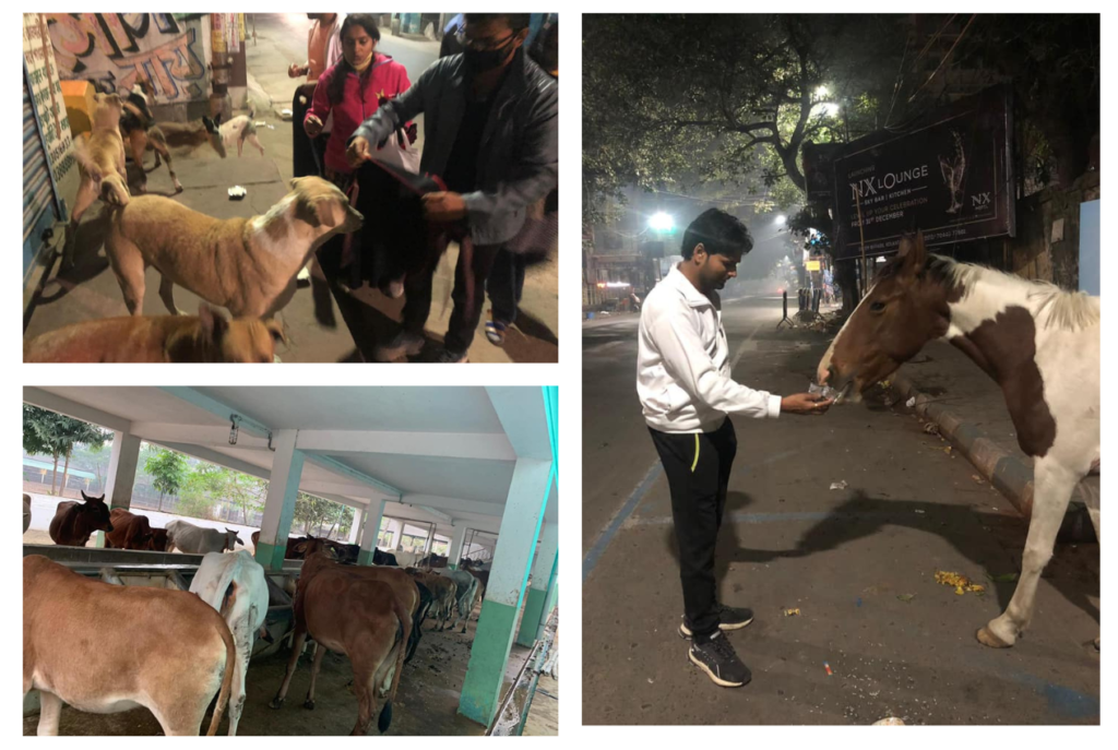Stray Animal Rescue and Care Campaign